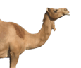 مواشي وجِمال image